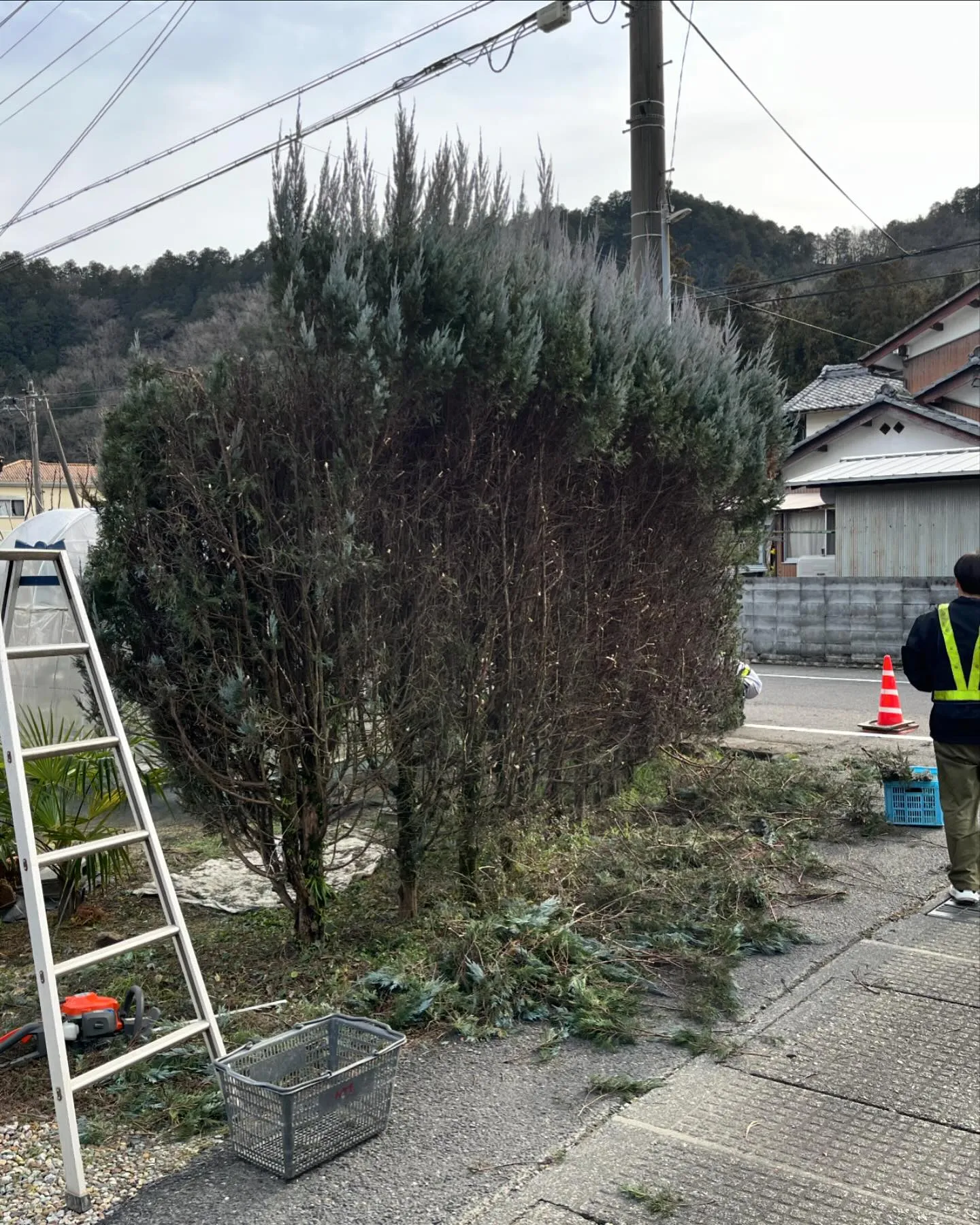 久しぶりの庭木の剪定です！